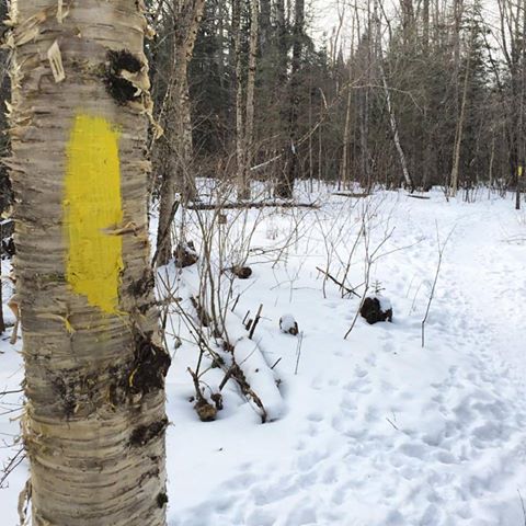 16508570_10154304936230983_6916543938881327760_n