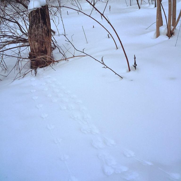 17634440_10154448917575983_8641982998591780498_n